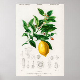 Affiche Vintage Botanical Illustration
