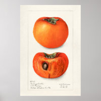 Vintage Botanical Illustration