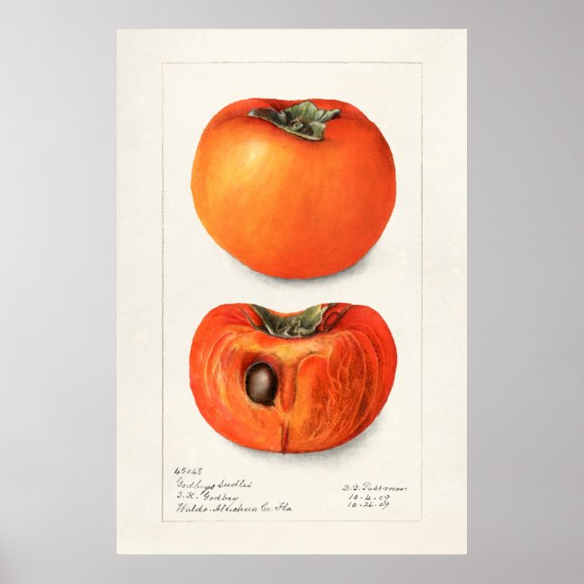 Affiche Vintage Botanical Illustration (Devant)