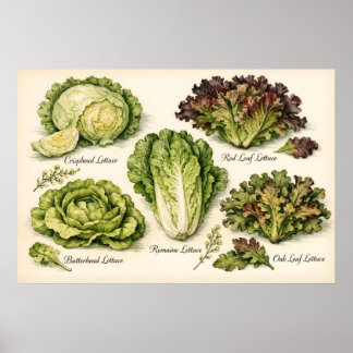 Affiche Vintage Botanical Illustration Lettuce Varieties