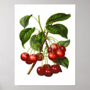 Affiche Vintage Botanique Cerises rouges Imprimer