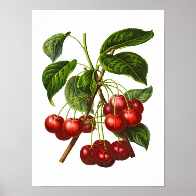 Affiche Vintage Botanique Cerises rouges Imprimer (Devant)