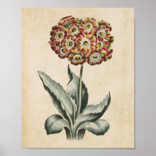 Affiche Vintage Botanique Floral Aurycle Imprimer