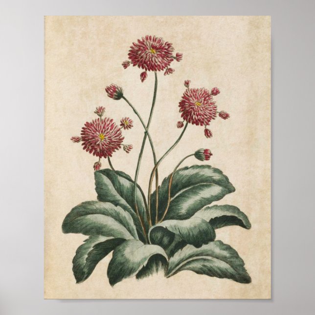 Affiche Vintage Botanique Floral Daisy Imprimer (Devant)