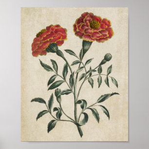 Affiche Vintage Botanique Floral Français Marigold Imprime