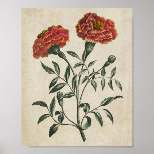 Affiche Vintage Botanique Floral Français Marigold Imprime (Devant)