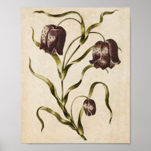 Affiche Vintage Botanique Floral Futillaria Print