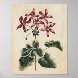 Affiche Vintage Botanique Floral Geranium Imprimer