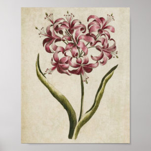 Affiche Vintage Botanique Floral Guernsey Lily Imprimer