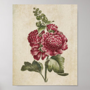 Affiche Vintage Botanique Floral Hollyhock