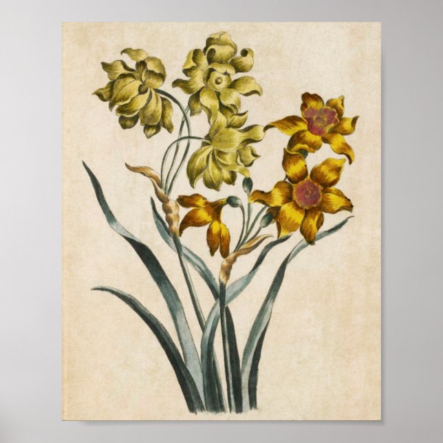 Affiche Vintage Botanique Floral Jonquil Imprimer (Devant)