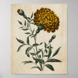 Affiche Vintage Botanique Floral Marigold Afrique Imprimer