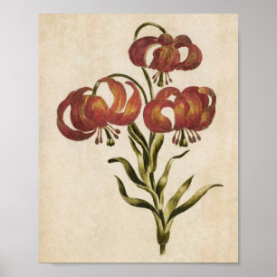 Affiche Vintage Botanique Floral Mountain Lily Imprimer