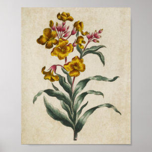 Affiche Vintage Botanique Floral Mur