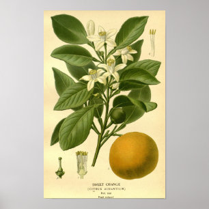 Affiche Vintage Botanique Florale Douce Orange Fruit Illus