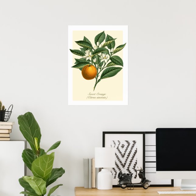 Affiche Vintage Botanique Orange Fruit Blossom Feuilles (Bureau à domicile)