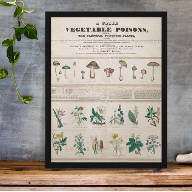 Affiche Vintage Botanique Poisonous Plante éducatif (Créateur téléchargé)
