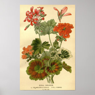 Affiche Vintage Botanique Zonal Geranium Floral Illustrati