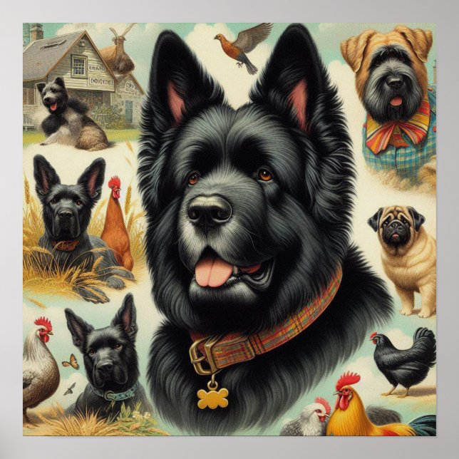 Affiche Vintage Bouvier des Flandres (Devant)