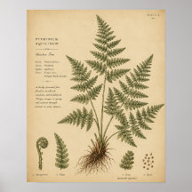 Vintage Bracken Fern Botanical Illustration in Oli
