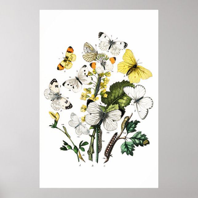 Affiche Vintage Butterflies (Devant)