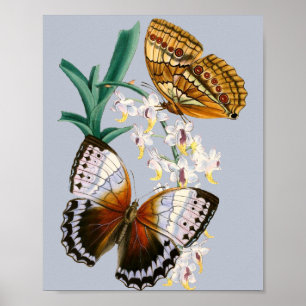 Affiche Vintage Butterflies and Floral Illustration on
