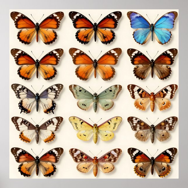 Affiche Vintage Butterfly Collection Grid Display (Devant)