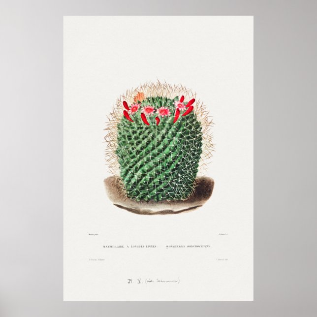 Affiche Vintage Cactus Illustration (Devant)