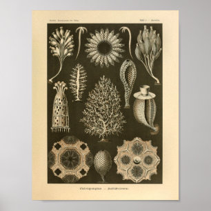 Affiche Vintage Calcispongiae Couleur Ernst Haeckel Imprim