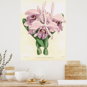 Affiche Vintage Cattleya Maxima Orchidée