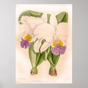 Affiche Vintage Cattleya Mendelii Bella
