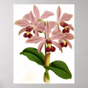 Affiche Vintage Cattleya Superba Orchid Flower