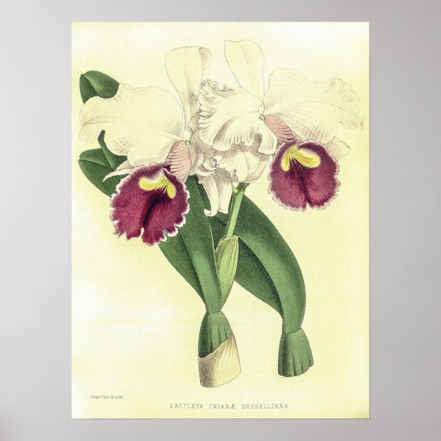 Affiche Vintage Cattleya Triana Orchidée (Devant)