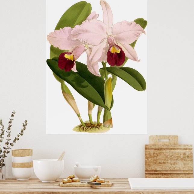 Affiche Vintage Cattleya Triana Orchidée (Cuisine)