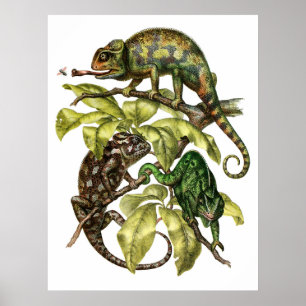 Affiche Vintage Chameleon Lizard