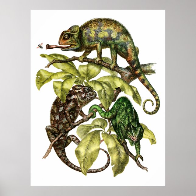 Affiche Vintage Chameleon Lizard (Devant)