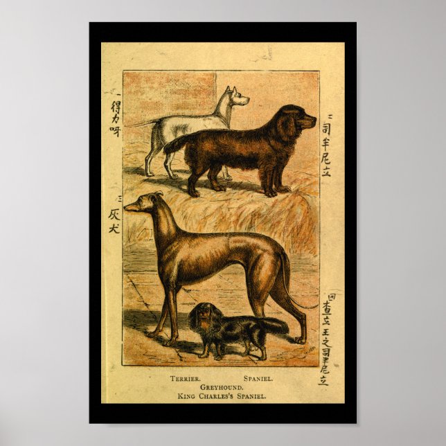 Affiche Vintage Chien Terrier Espagnol Histoire naturelle  (Devant)
