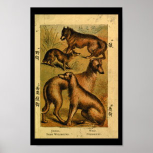 Affiche Vintage Chien Wolf Histoire naturelle Imprimer