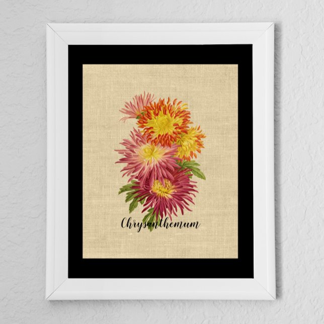 Affiche Vintage Chrysanthemum Botanique (Créateur téléchargé)