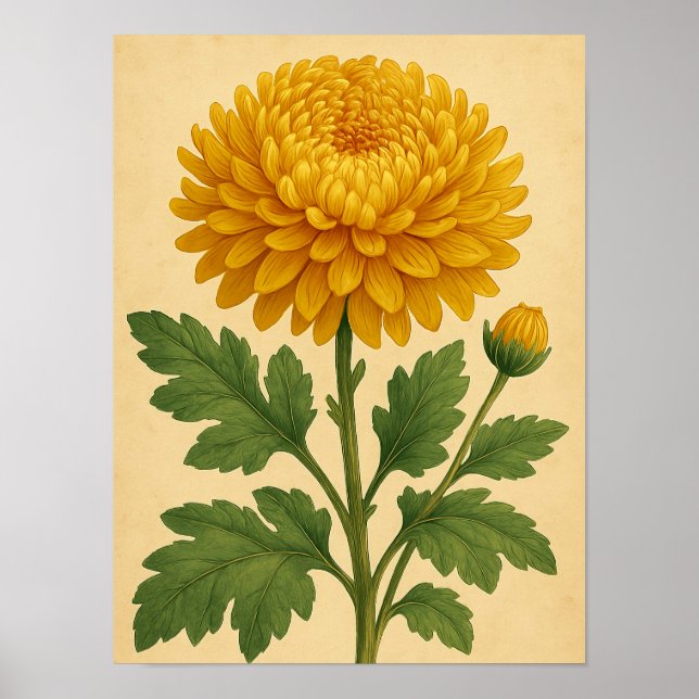 Affiche Vintage Chrysanthemum on Weathered Paper (Devant)