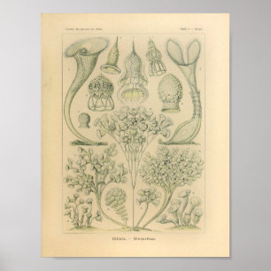 Affiche Vintage Ciliata Color Ernst Haeckel Print