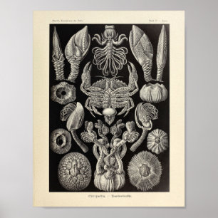Affiche Vintage Cirripedia Ernst Haeckel