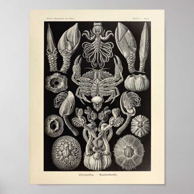 Affiche Vintage Cirripedia Ernst Haeckel (Devant)