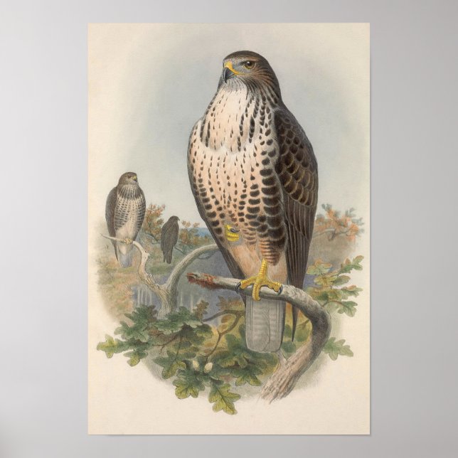 Affiche Vintage Common Buzzard Bird (Devant)
