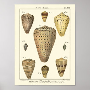 Affiche Vintage Cone Shells
