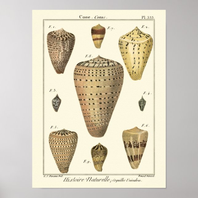 Affiche Vintage Cone Shells (Devant)