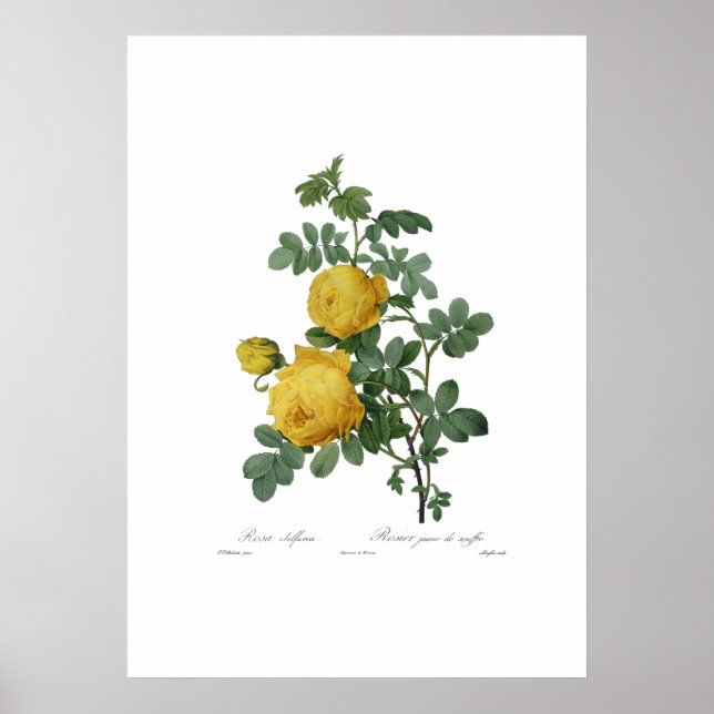 Affiche Vintage couleur rose jaune (Devant)