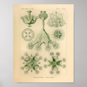 Affiche Vintage couleur verte Ernst Haeckel Imprimer