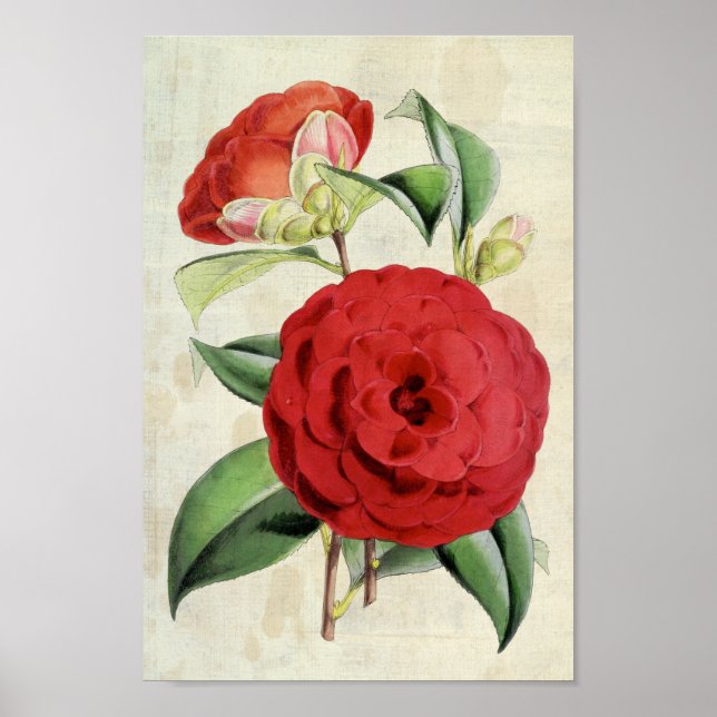 Affiche Vintage Crimson Botanique Camellia (Devant)