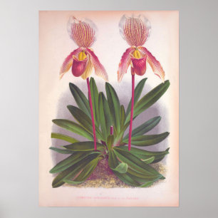 Affiche Vintage Cypripedium Athuranium Pink Slipper Orchid